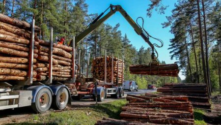 Ungaria autorizează o creştere a tăierii de lemne pentru foc, din cauza scumpirii gazului